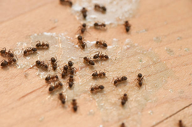 Pest Control Cost in Red Lion, PA