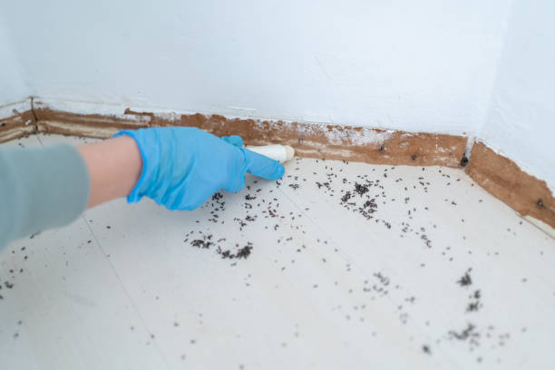 Insect Control in Red Lion, PA